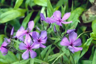 Phlox divaricata 'Eco Texas Purple'