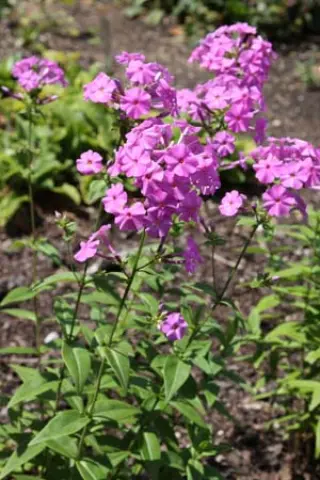 Phlox floridana