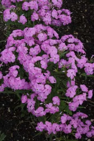 Phlox 'Forever Pink'