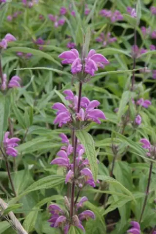 Phlomis herba-ventii