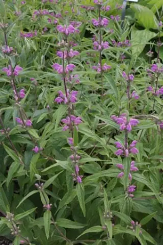 Phlomis herba-ventii