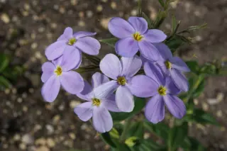 Phlox idahonis