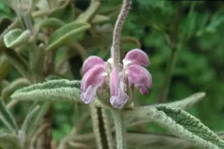Phlomis italica