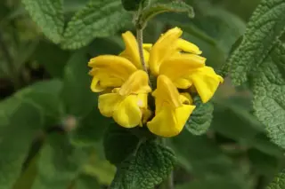 Phlomis longifolia