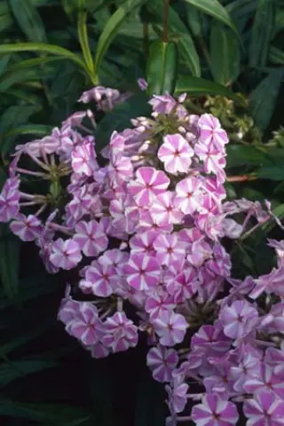 Phlox maculata 'Natascha'