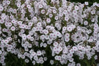 Phlox maculata 'Reine Du Jour'