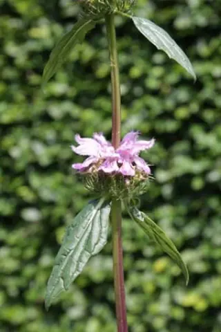 Phlomis maximowiczii (ex Herrm.hof)