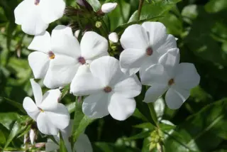 Phlox 'Minnie Pearl'