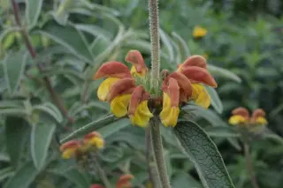 Phlomis x 'Orangette'