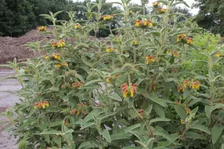 Phlomis x 'Orangette'