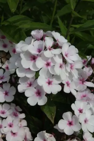 Phlox paniculata 'Alabaster' (Syn. 'Elfe')