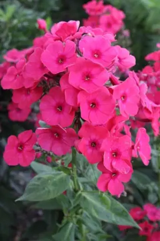 Phlox paniculata 'Alenki Tsvetotshek'