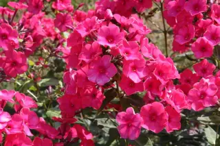 Phlox paniculata 'Alenki Tsvetotshek'