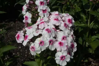Phlox paniculata 'Aljonuschka'