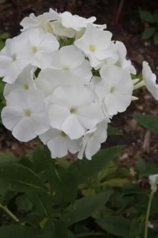Phlox paniculata 'Archangel'