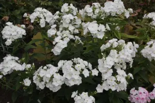 Phlox paniculata 'Archangel'