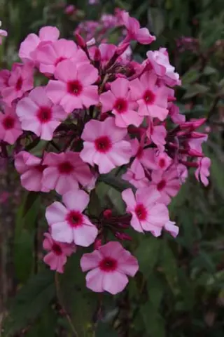 Phlox paniculata 'Argus'
