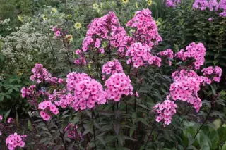 Phlox paniculata 'Argus'