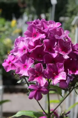Phlox paniculata 'Belosnezka'