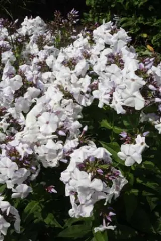 Phlox paniculata 'Blue Ice'