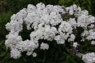 Phlox paniculata 'Blue Ice'