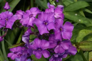 Phlox paniculata 'Blauer Morgen'