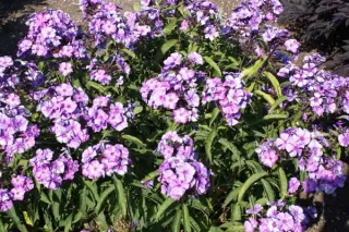 Phlox paniculata 'Blauer Morgen'
