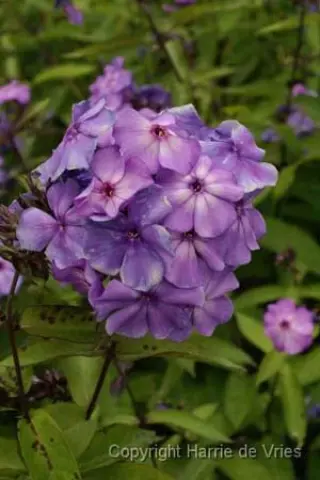Phlox paniculata 'Blue Paradise'