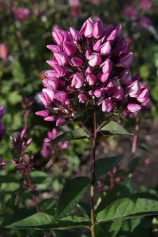 Phlox paniculata 'Butonik'