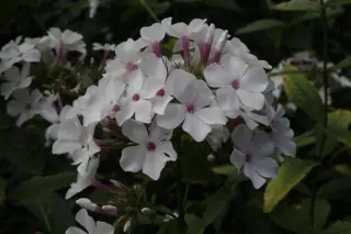 Phlox paniculata 2010B