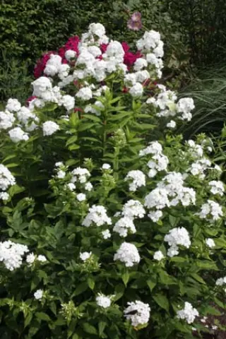 Phlox paniculata 'Cas. In Otterlo' (= De Echte)