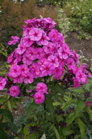 Phlox paniculata 'Cardinal'