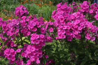 Phlox paniculata 'Cardinal'