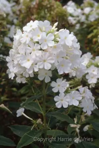Phlox paniculata 'Casablanca'