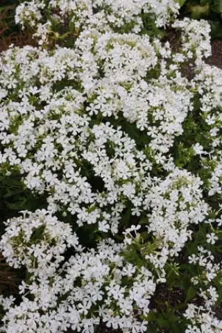 Phlox paniculata 'Casablanca'