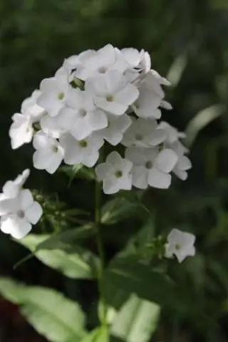 Phlox paniculata 'Chione' (Marg. Duisberg)