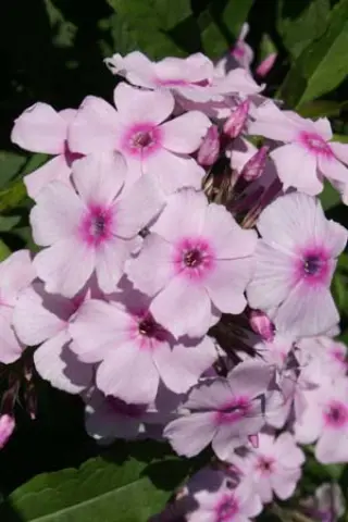 Phlox paniculata 'Charlotte'