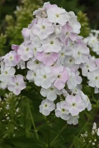 Phlox paniculata 'Cool Water'