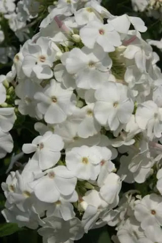 Phlox paniculata 'David'