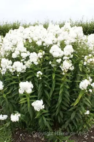 Phlox paniculata 'David'