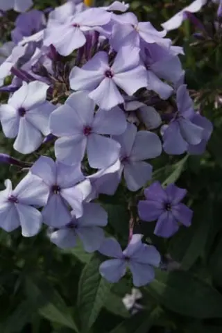 Phlox paniculata 'Donau'
