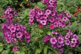 Phlox paniculata 'Drakon'