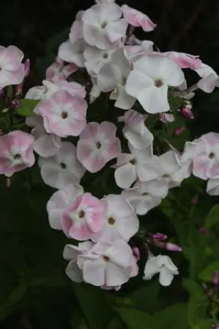 Phlox paniculata 'Duchess Of York'