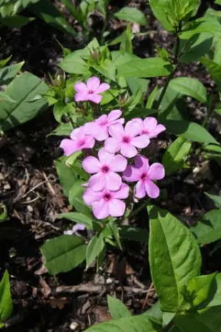 Phlox paniculata 'Düsterlohe