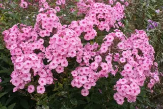 Phlox paniculata ex 'Herbstwalzer'