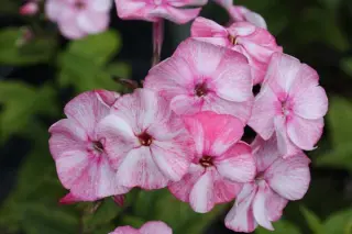 Phlox paniculata 'Eis Und Heiss'