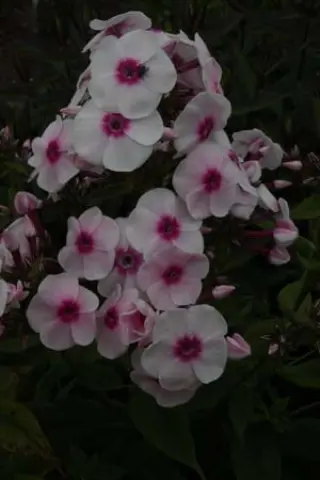 Phlox paniculata 'Euphorion'