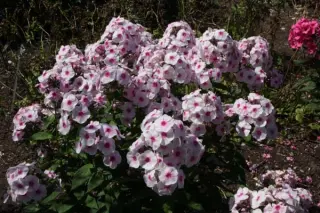 Phlox paniculata 'Euphorion'