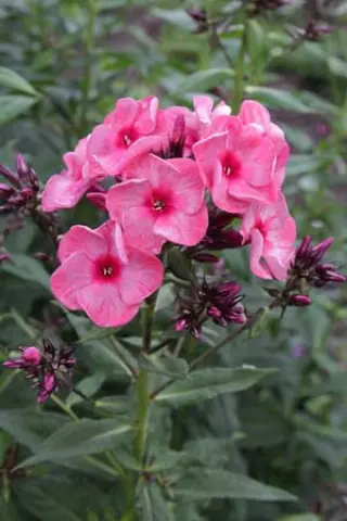 Phlox paniculata 'Fairytale Of The Ural'