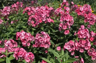 Phlox paniculata 'Fairytale Of The Ural'
